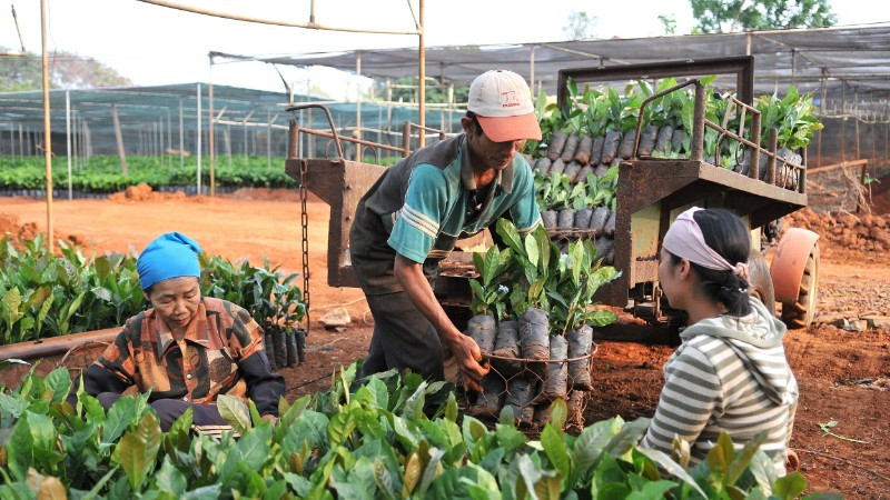 Người dân phường Tân Lập, tỉnh Đắk Lắk, chọn giống để phát triển vùng trồng cà-phê. (Ảnh: NGUYỄN ĐĂNG)