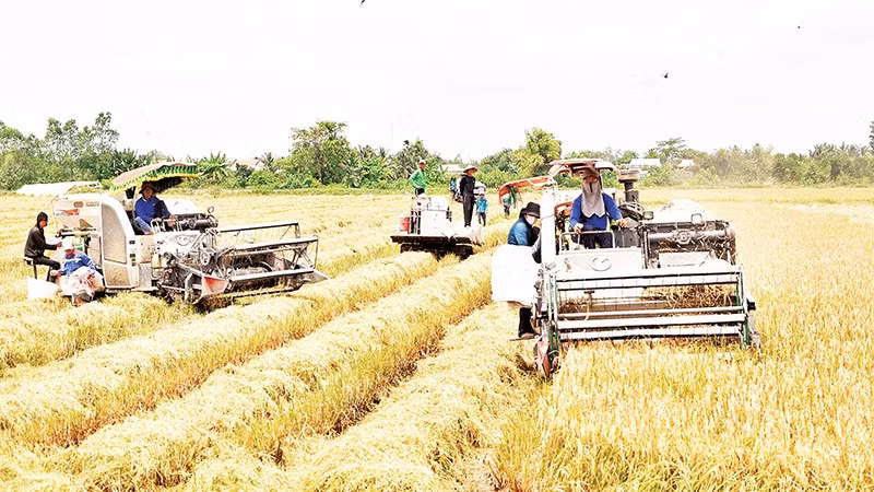 Ứng dụng máy móc thu hoạch lúa trong vụ hè thu 2025 tại xã Mỹ Thành, tỉnh Đồng Tháp. 