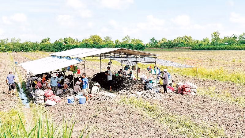 Nông dân Vĩnh Long thu hoạch khoai lang. 