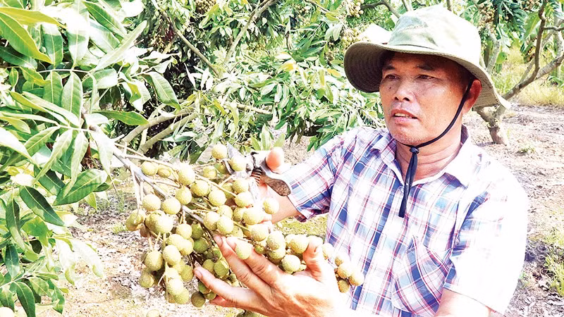 Nông dân xã Tân Hưng, tỉnh Hưng Yên được mùa nhãn.