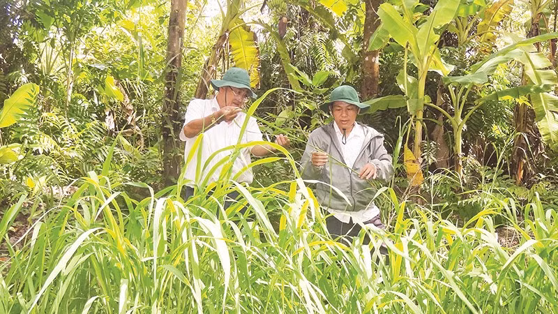 Cán bộ Phòng Khoa học và Bảo tồn đất ngập nước, Khu Bảo tồn thiên nhiên Lung Ngọc Hoàng kiểm tra sinh trưởng cây lúa hoang. 