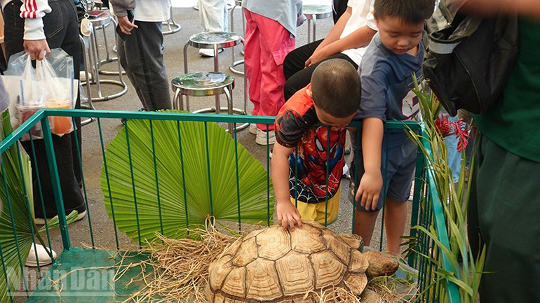 Lille vän upptäcker afrikansk sporradsköldpadda. ndo_bl_dsc02956.jpg