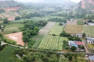 Giao khoán trong công ty nông nghiệp cần được phát huy hiệu quả trong giai đoạn mới. (Ảnh: HNV)