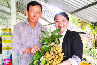Thanh nhãn được xem là sản phẩm xuất khẩu thế mạnh của Vina T&T Group trong nhiều năm qua.