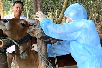 Nhân viên thú y tiêm vaccine viêm da nổi cục cho đàn bò ở Quảng Bình (cũ).