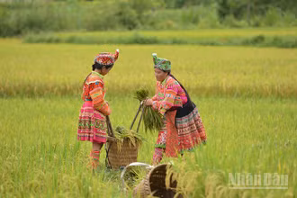 Sắc màu ngày mùa. (Ảnh: VŨ LINH)