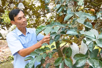Nông dân kiểm tra vườn vú sữa được cấp mã số vùng trồng.