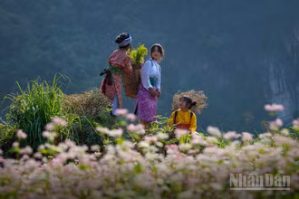 Miền đá nở hoa. (Ảnh: Vũ Linh) 