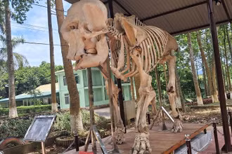 Bộ xương voi cái (60 tuổi) được trưng bày tại khuôn viên văn phòng Vườn quốc gia Pù Mát.