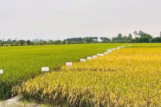 Sản xuất nông nghiệp tháng 7/2025 và 7 tháng năm 2025 duy trì đà ổn định. (Ảnh: HNV)