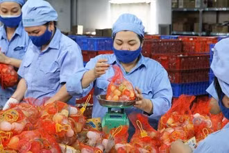 Công nhân làm việc tại Nhà máy Vietfoods, Khu công nghiệp Hapro, Hà Nội. (Ảnh HT)