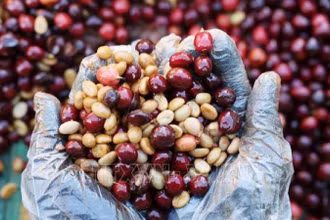 Sản phẩm cà-phê được trồng ở Đắk Lắk. (Ảnh: Tuấn Anh/TTXVN)