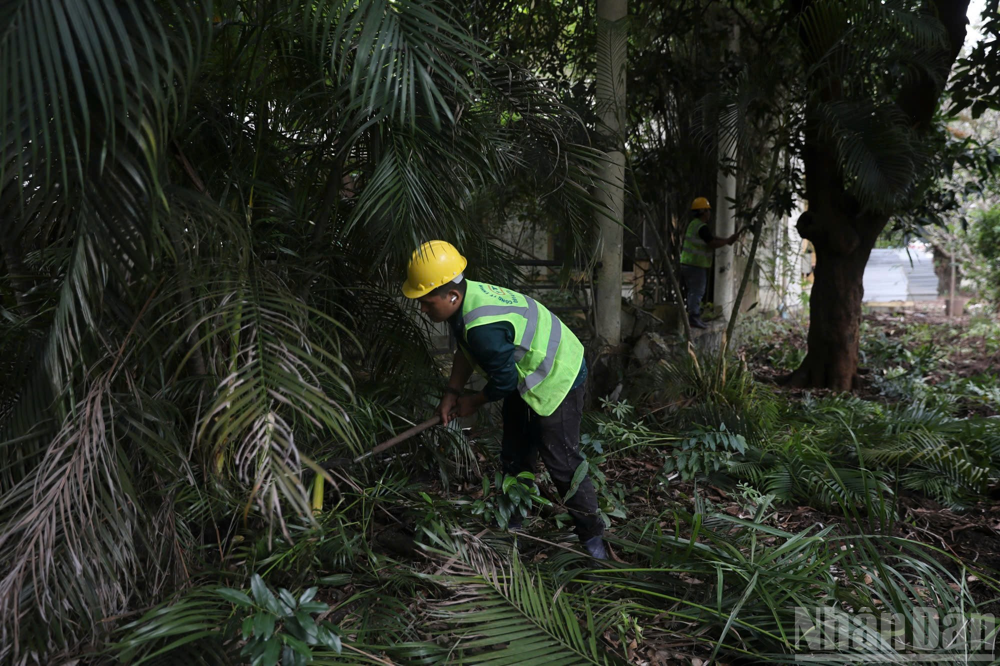 Nhấn vào ảnh để phóng to ndo_br_phat-hoang-cay-co.jpg?w=1130