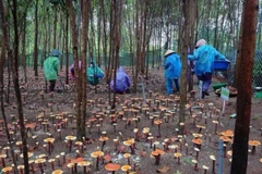 Bà con xã Ayun thu hoạch nấm linh chi tại khu vực Vườn quốc gia Kon Ka Kinh.