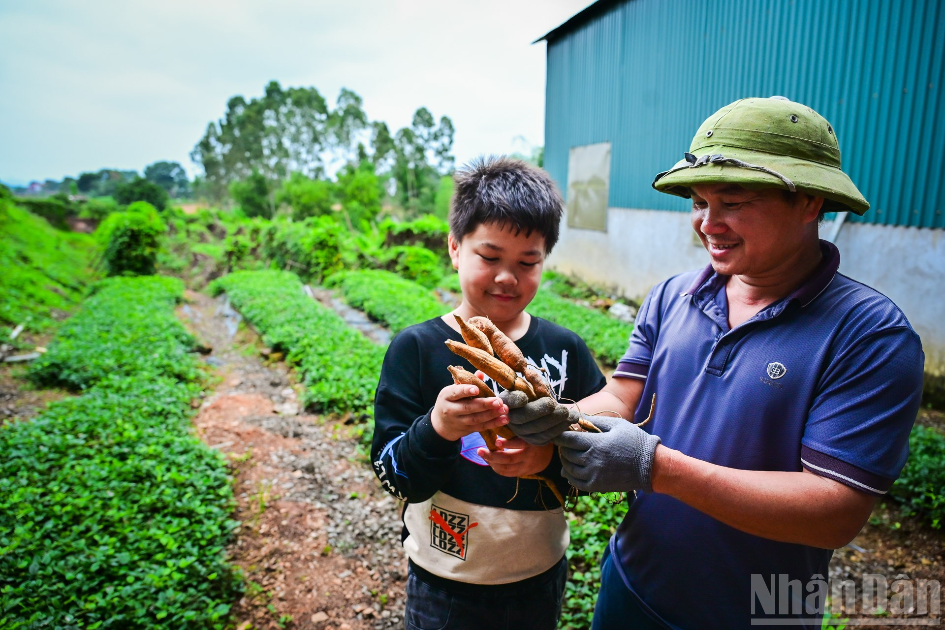 Vào những năm 70 của thế kỷ trước, sâm Nam núi Dành gần như cạn kiệt. Những giai thoại của đặc sản này chỉ còn được biết đến trong các câu chuyện truyền miệng, hoặc từ những thư tịch cổ còn sót lại, thậm chí đã dần mờ nhạt trong tiềm thức của người địa phương.