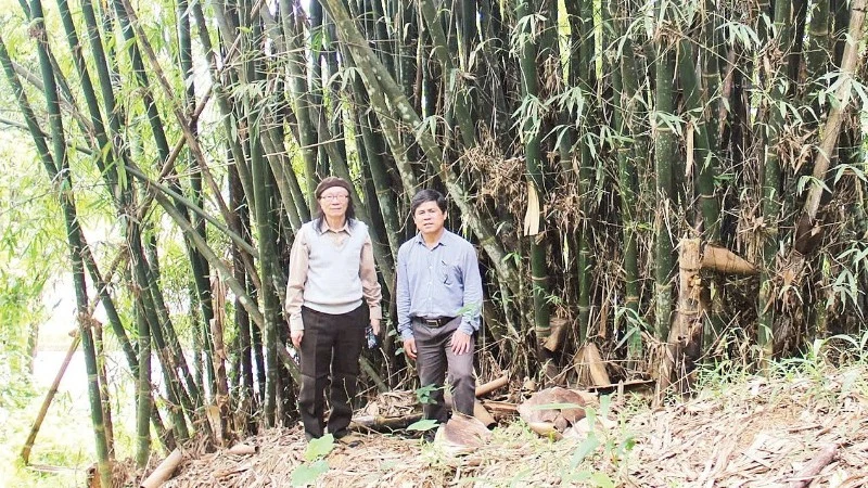 Nghiên cứu mới xây dựng cơ sở dữ liệu khoa học về tre trúc Tây Nguyên