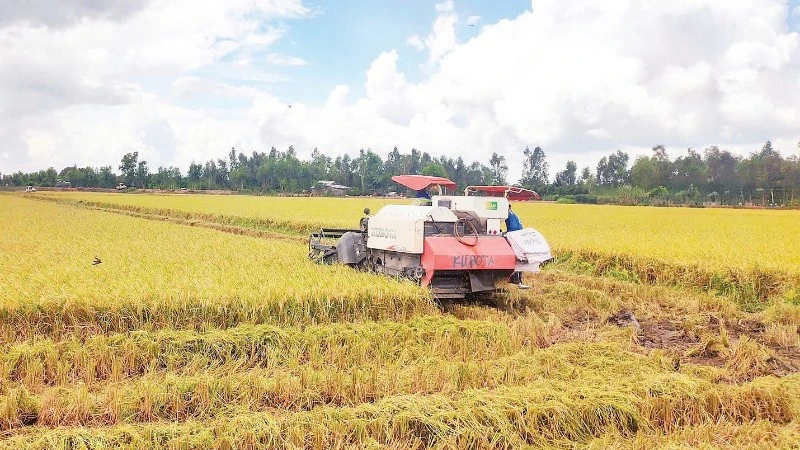 Cơ cấu lại sản phẩm và chuyển sang thị trường cao cấp để chặn đà giảm giá nông sản