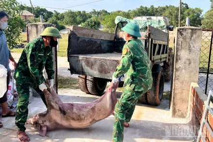 Lực lượng chức năng xã Mỹ Thủy tổ chức vận chuyển và tiêu hủy lợn bị dịch bệnh trên địa bàn.