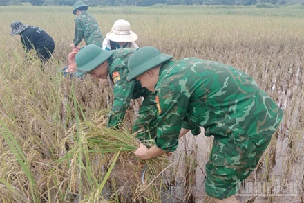 Cán bộ, chiến sĩ Đồn Biên phòng Thanh giúp dân gặt lúa tránh ngập úng.