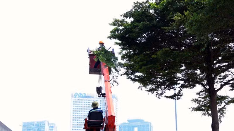 Khẩn trương cắt tỉa cây xanh và xây dựng phương án ứng phó các sự cố về hạ tầng giao thông. (Ảnh: MINH HUYỀN)