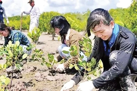 Thanh niên tham gia trồng rừng ngập mặn ven biển phường Phú Mỹ, Thành phố Hồ Chí Minh.