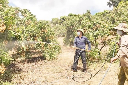 Vườn cây của gia đình ông Nguyễn Văn Binh tạo việc làm ổn định cho khoảng 15 người, từ 60 đến 70 lao động thời vụ.