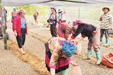 Người dân thôn Tủa Thàng đi gieo ươm hạt cà-phê.