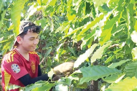 Thu hái cà-phê theo mùa vụ mang lại khoản thu nhập cao cho nhiều người.