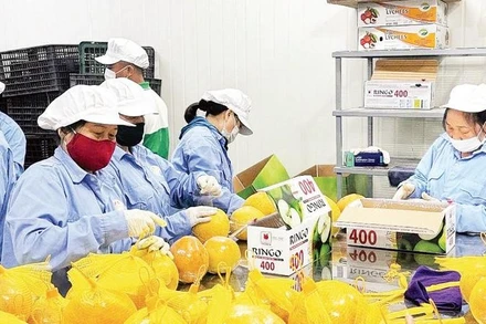 Đóng túi bưởi đỏ Tân Lạc trước khi xuất khẩu.