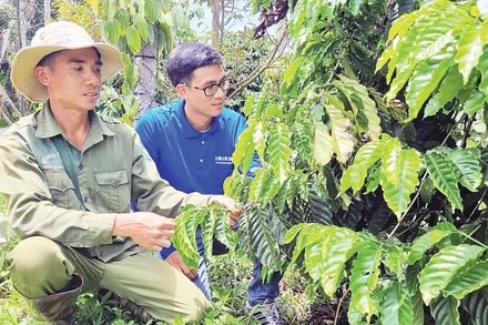 Anh Vũ Văn Hiếu (đội mũ) chuyển sang canh tác hữu cơ giúp năng suất ổn định, thu nhập tăng cao.