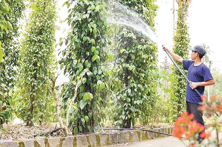 Người dân Tiên Phước (Quảng Nam) chú trọng kinh tế vườn, kinh tế trang trại.