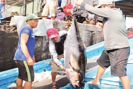 Nếu không bảo quản cẩn thận, cá sẽ mất đi độ tươi ngon và không được giá cao.