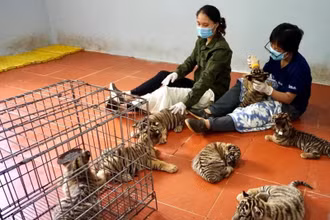 Nhân viên Vườn quốc gia Pù Mát (Nghệ An) chăm sóc hổ bị thu giữ tại các vụ vi phạm. (Ảnh: SVW)