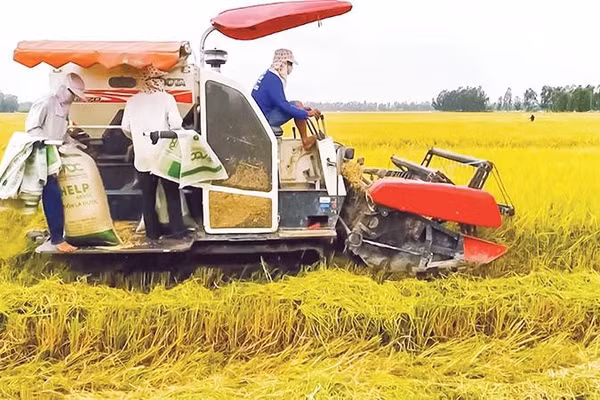 Nông dân thành phố Cần Thơ thu hoạch lúa chất lượng cao.