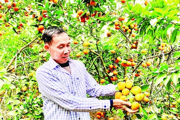  Nông dân huyện Khoái Châu có thu nhập cao nhờ chuyển đổi sang trồng cam.