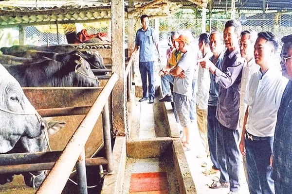 Chăn nuôi bò vỗ béo tuần hoàn mang lại hiệu quả về kinh tế, xã hội và môi trường.