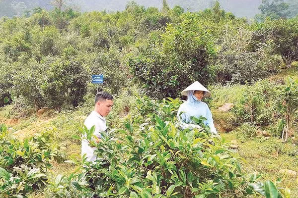 Mô hình chè Shan tuyết cổ thụ mang lại thu nhập cao cho người dân A Mú Sung.