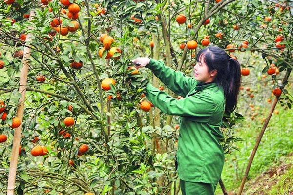 Người dân xã Bạch Thông thu hái cam sành trồng trên đất dốc.