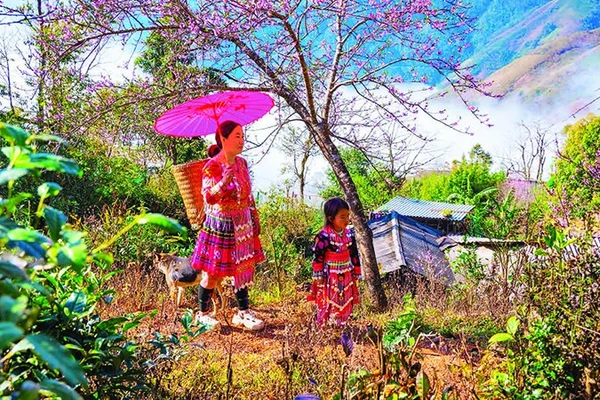 Hoa đào rừng khoe sắc thắm chào đón mùa Xuân về.