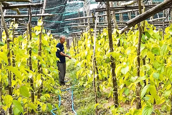Ông Nguyễn Văn Đời, Giám đốc Hợp tác xã Trầu Vàng Vị Thủy chăm sóc vườn trầu của gia đình.