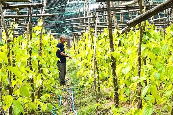 Ông Nguyễn Văn Đời, Giám đốc Hợp tác xã Trầu Vàng Vị Thủy chăm sóc vườn trầu của gia đình.