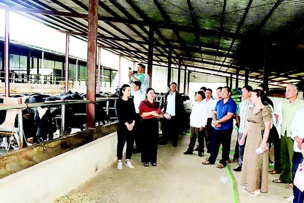 Mô hình nuôi bò 3B vỗ béo tại hộ chăn nuôi ở xã Chiềng Mai. (Ảnh Báo SƠN LA)