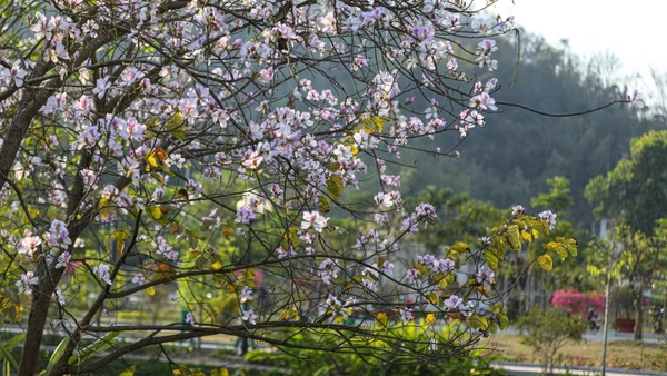 Hoa ban đua nở trên khắp các phố phường ở Điện Biên Phủ. (Ảnh: TTXVN)