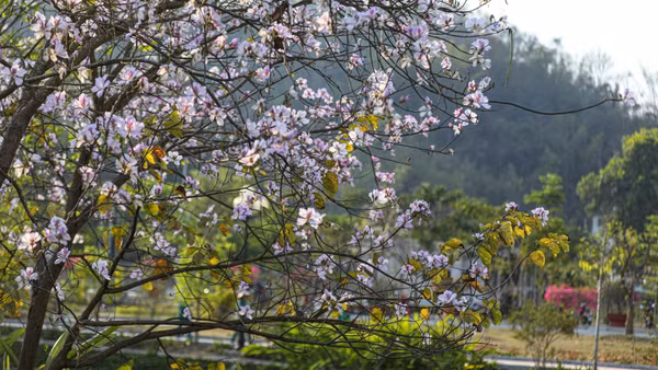Hoa ban đua nở trên khắp các phố phường ở Điện Biên Phủ. (Ảnh: TTXVN)