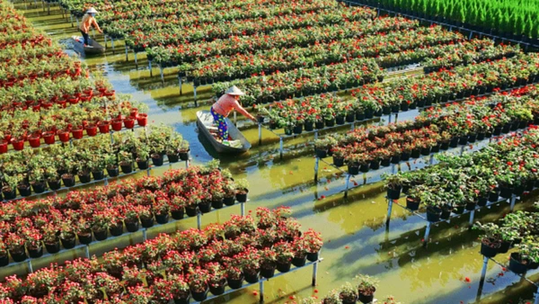 Theo đề xuất của địa phương, dự án ST4SD sẽ triển khai hỗ trợ phát triển sản phẩm và điểm đến bền vững tại khu vực Tam Nông và Sa Đéc, tỉnh Đồng Tháp. (Ảnh: Sở Văn hóa, Thể thao và Du lịch tỉnh Đồng Tháp)