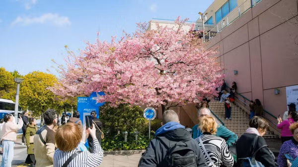 Du khách chiêm ngưỡng mùa hoa anh đào ở Tokyo, Nhật Bản.
