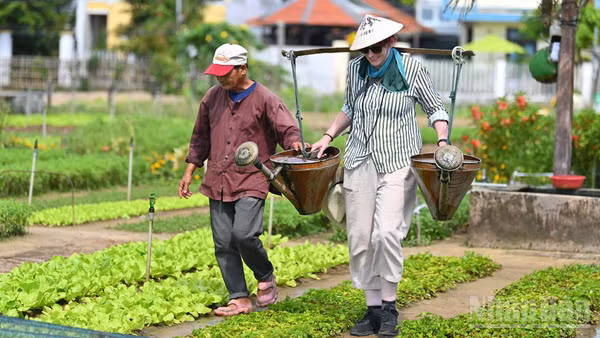 Đến Việt Nam, khách quốc tế thích thú khi được trải nghiệm các hoạt động trồng rau, tưới cây và tận hưởng không gian trong lành của làng quê ở Hội An. (Ảnh: THẾ ĐẠI)