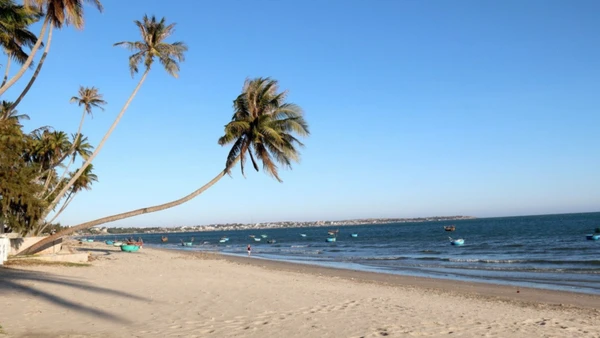 Biển xanh, cát trắng cùng những rặng dừa hơn 100 năm tuổi bên biển Mũi Né. (Ảnh: TTXVN)