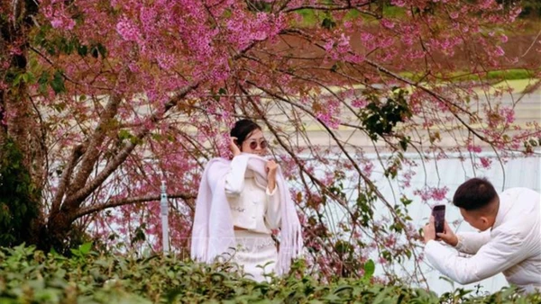 Du khách chụp hình check-in bên một cây mai anh đào bung nở rực rỡ tại đồi chè Cầu Đất. (Ảnh: TTXVN)