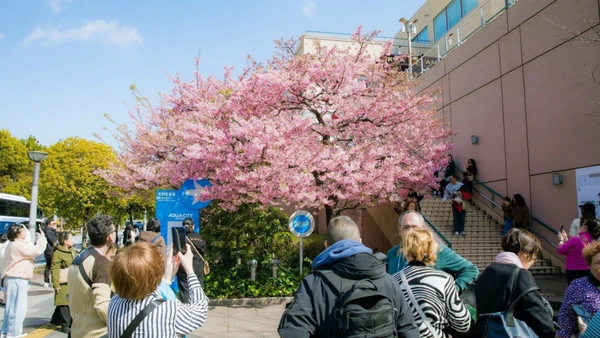 Du khách chiêm ngưỡng vẻ đẹp hoa anh đào tại Thủ đô Tokyo. (Ảnh: TTXVN)